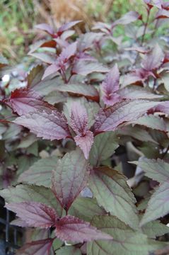 ���[�p�g���E���@�`���R���[�g