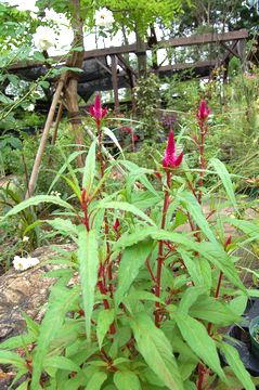 �m�Q�C�g�E�@���ڂ��