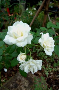 �o���@�A�C�X�o�[�O