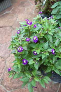 �u�������A