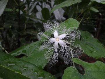 �[���ɍ炭��