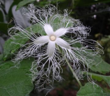 �Ȃ��̉Ԃ����ՁI