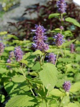 �A�K�X�^�[�V�F�@�S�[���f���W���r���[