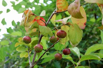 �I�I�c���o�i