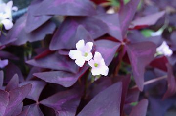 �I�L�U���X