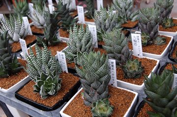 �n�I���`�A