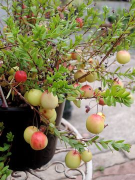 �N�����x���[