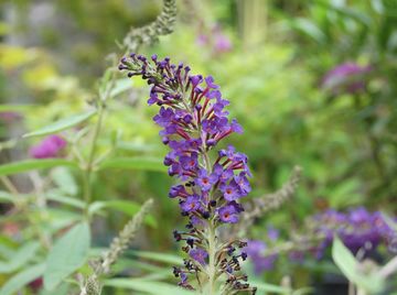 �u�b�h���A