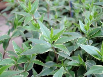 ���b�L�[���b�g