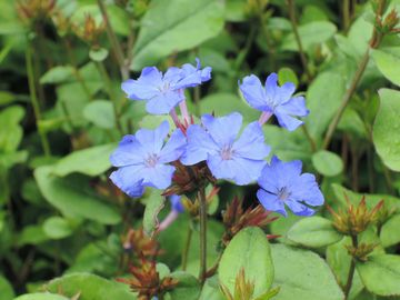 �����}�c�����h�L