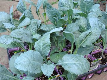 �J�[�{���l��