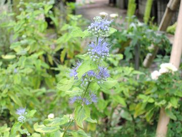 �J���I�v�e���X