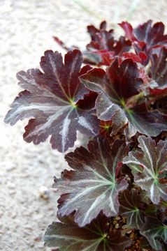 ���l����