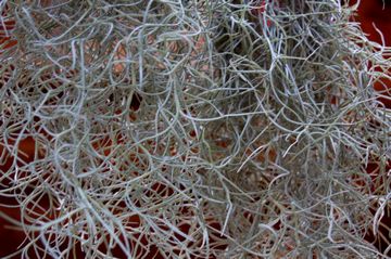 �E�X�l�I�C�f�X