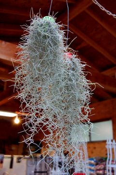 �E�X�l�I�C�f�X