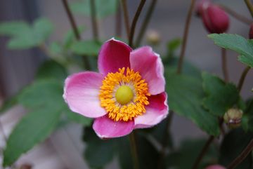 �V���E���C�M�N