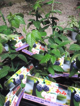 �u���b�N�x���[