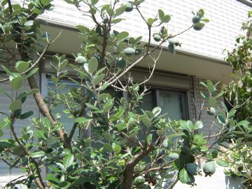 �r�l�t�F�C�W���A��