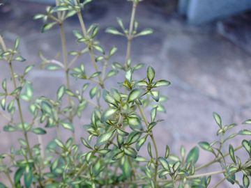 �R�v���X�}