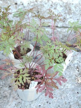 ���b�h���r��