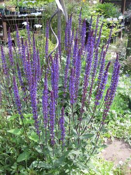 �J���h���i