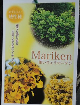 �P�C�`���E