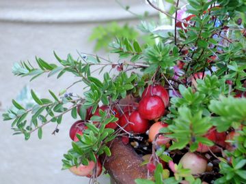 �N�����x���[