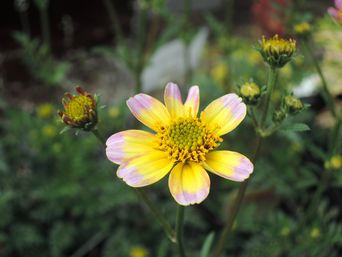 �E�B���^�[�R�X���X