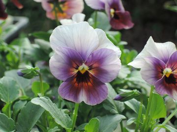 �Ԃǂ�������