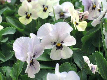 �݂�т�����