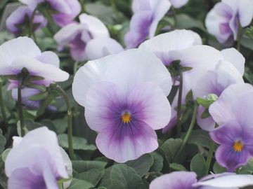 �I�[�L�b�h���[�Y�x�[�R��