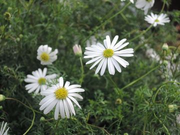 �u���L�J��