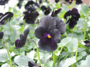 �u���b�N�I�p�[��