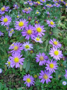 �m�R���M�N�@��