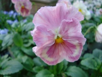 �p���W�[�@�����R�@�s���N