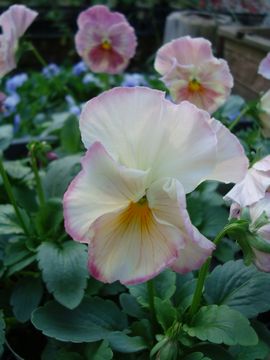 �p���W�[�@������