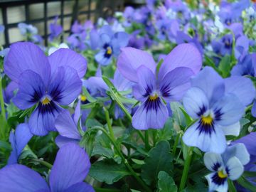 �r�I���@�T�t�@�C�A�E�B�Y�u���b�`