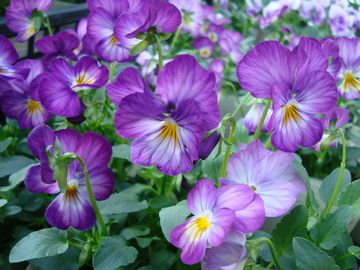 �r�I���@�r�r�@���x���_�[�A���e�B�[�N