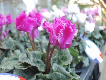 �K�[�f���V�N������