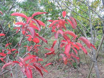 �X�Y�����m�L