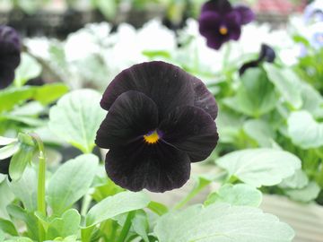 �u���b�N�I�p�[��