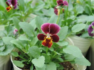 ���փr�I��