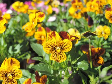 �A�E�g�o�[�X�g�C�G���[