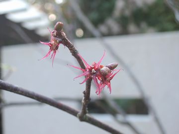 �}���o�m�L