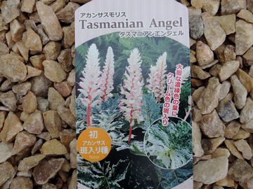 �A�J���T�X