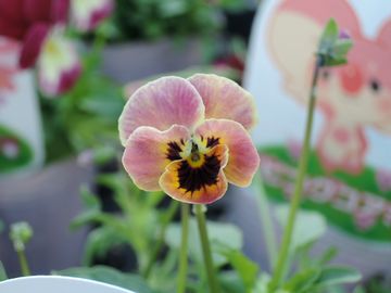 �����r�I��