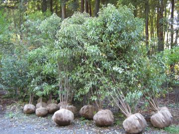 ��΂̃��}�{�E�V