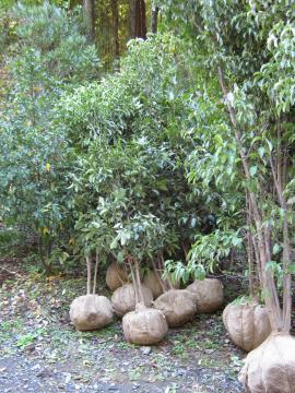 ��΂̃��}�{�E�V��