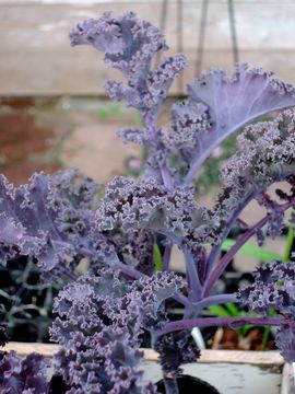 �C�^���A���P�[��