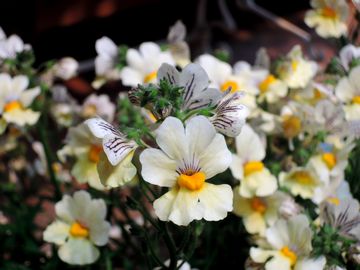 �l���V�A�@�T���T�V�A